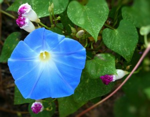 morning-glory-58397_1280
